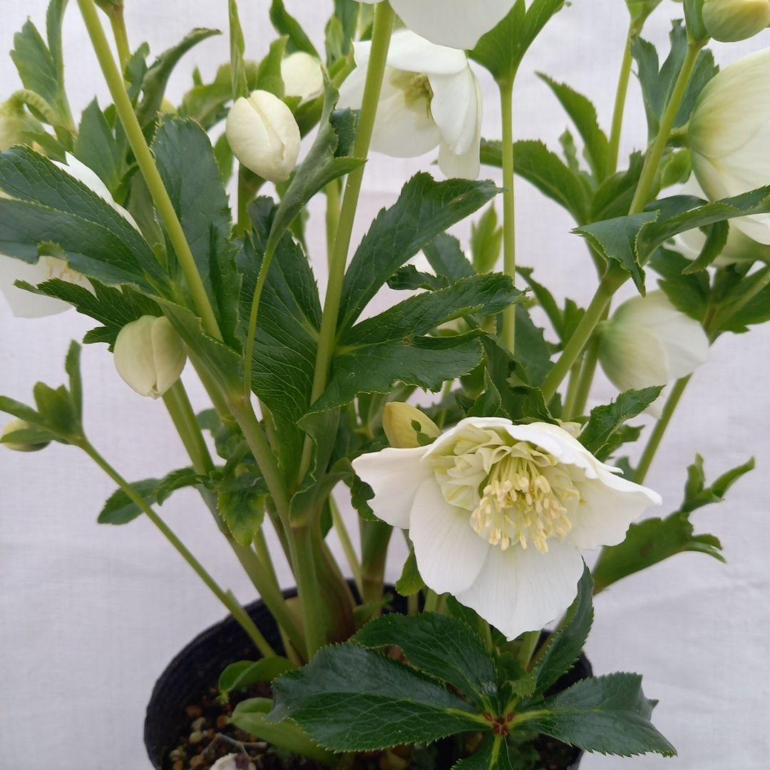 専用、お買い得！つぼみいっぱい！ホワイトセミダブル大苗、開花株
