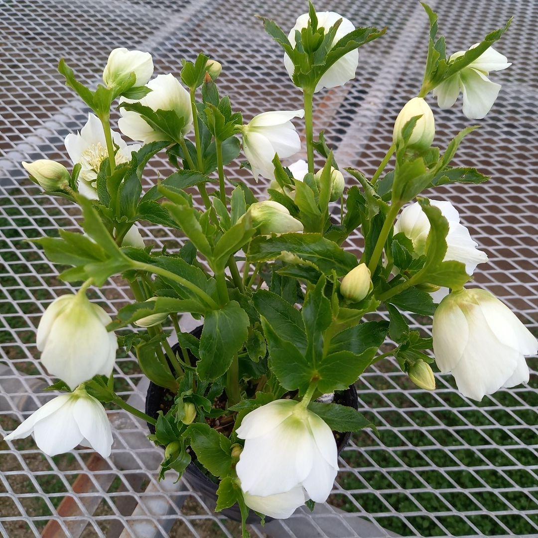 専用、お買い得！つぼみいっぱい！ホワイトセミダブル大苗、開花株