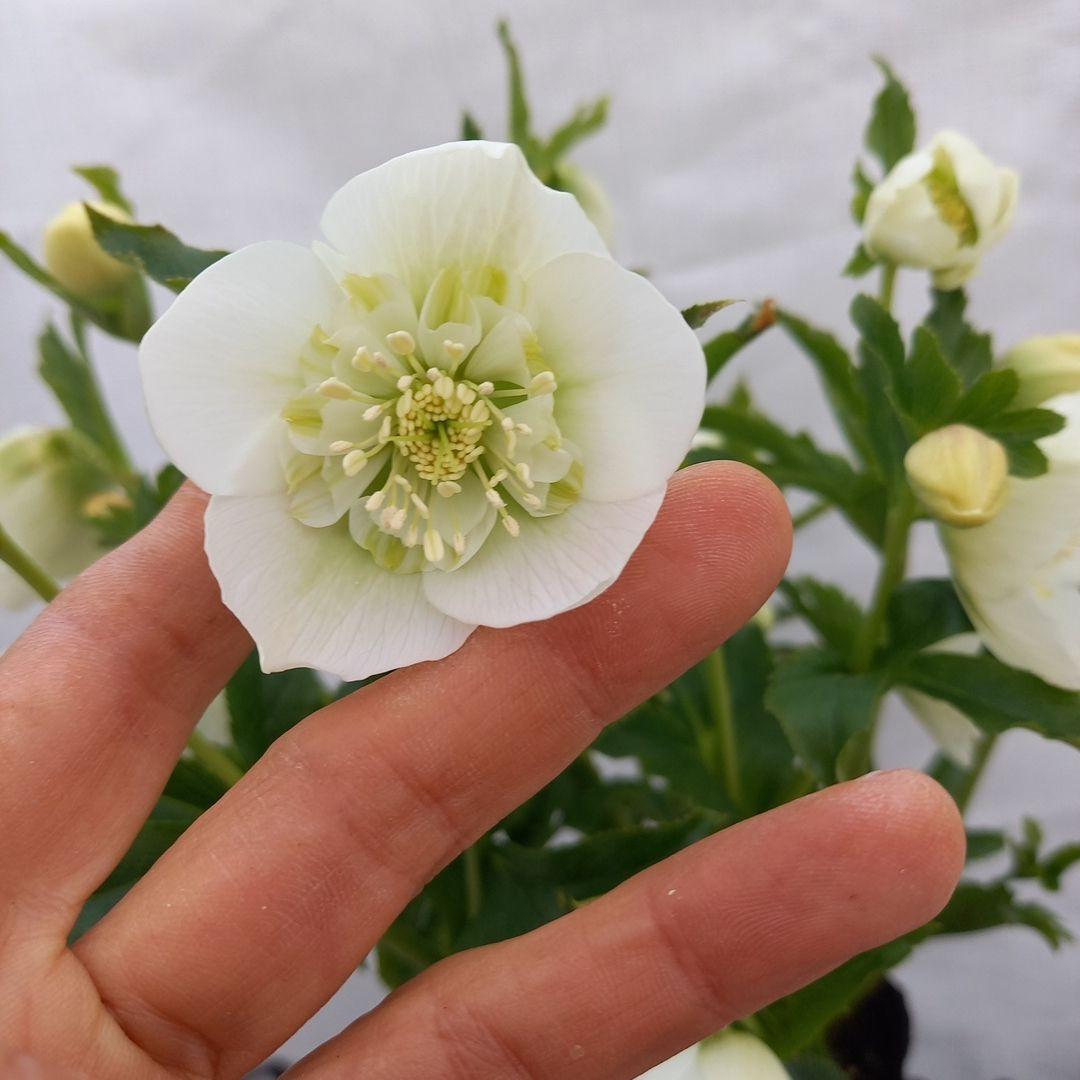 専用、お買い得！つぼみいっぱい！ホワイトセミダブル大苗、開花株