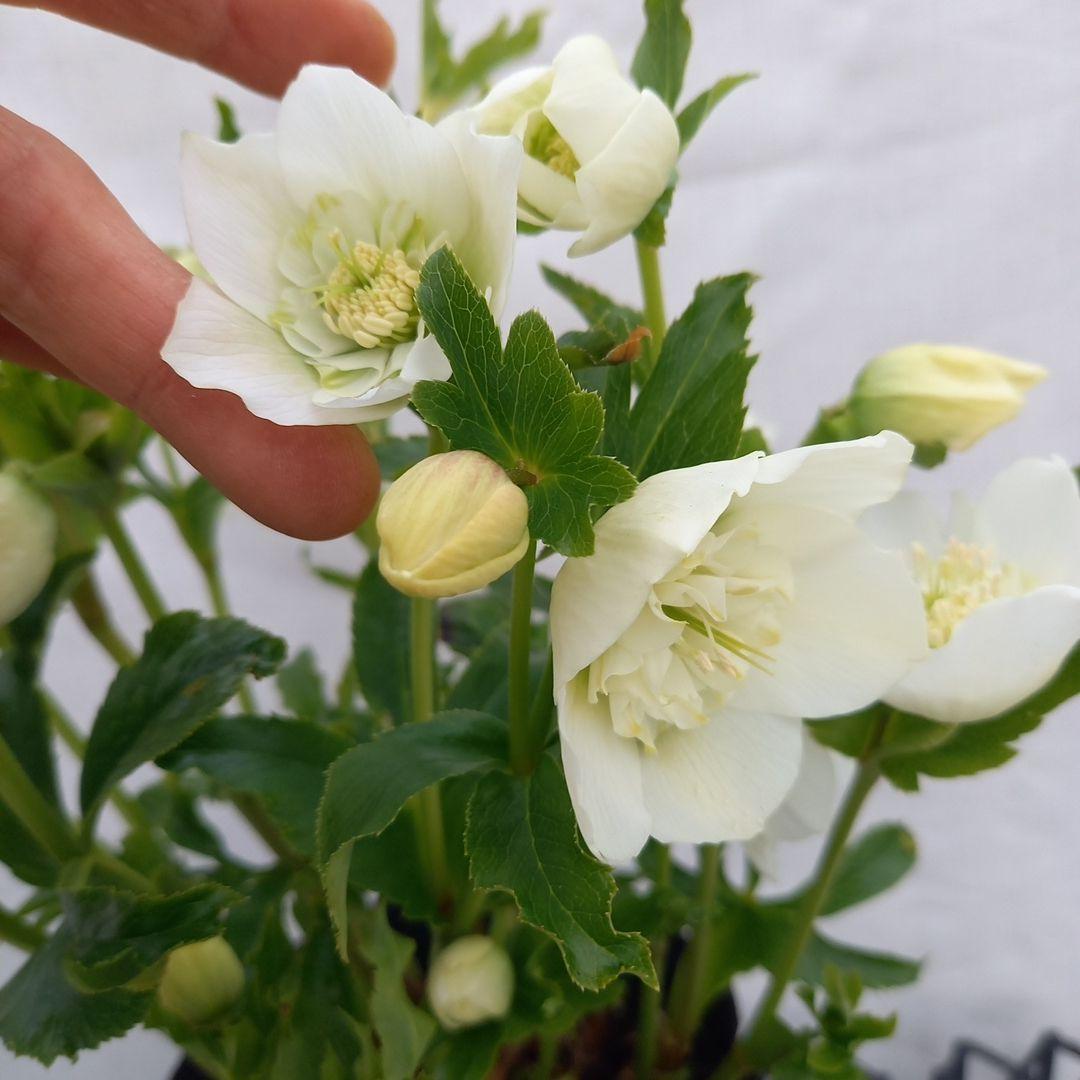 専用、お買い得！つぼみいっぱい！ホワイトセミダブル大苗、開花株