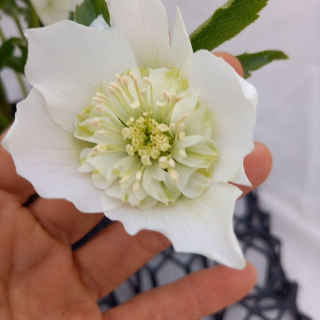 専用、お買い得！つぼみいっぱい！ホワイトセミダブル大苗、開花株