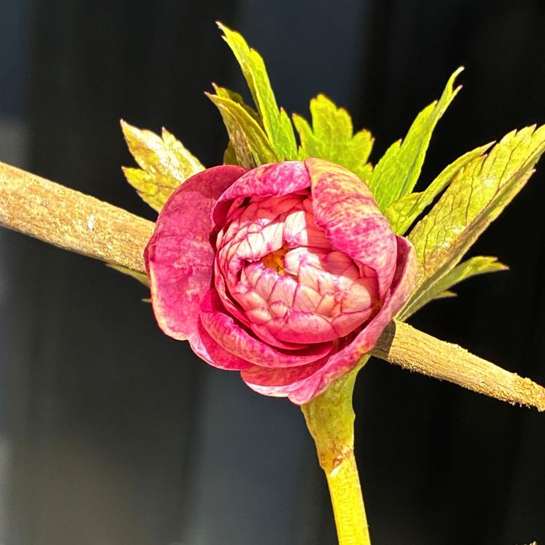 3796⭐️希少⭐️個性的⭐️かすり⭐️オーレア⭐️広瀬園芸⭐️