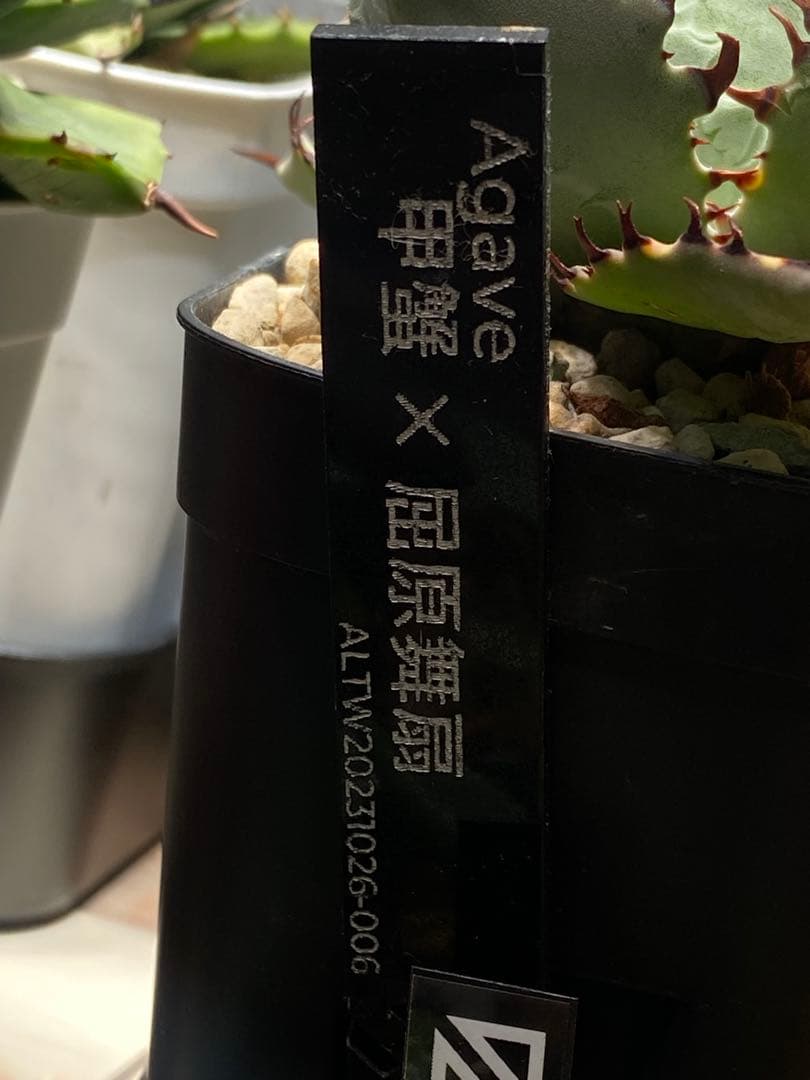 甲蟹×屈原舞扇 agave lives産 子株