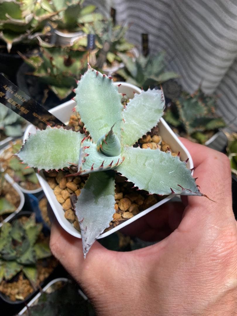 甲蟹×屈原舞扇 agave lives産 子株