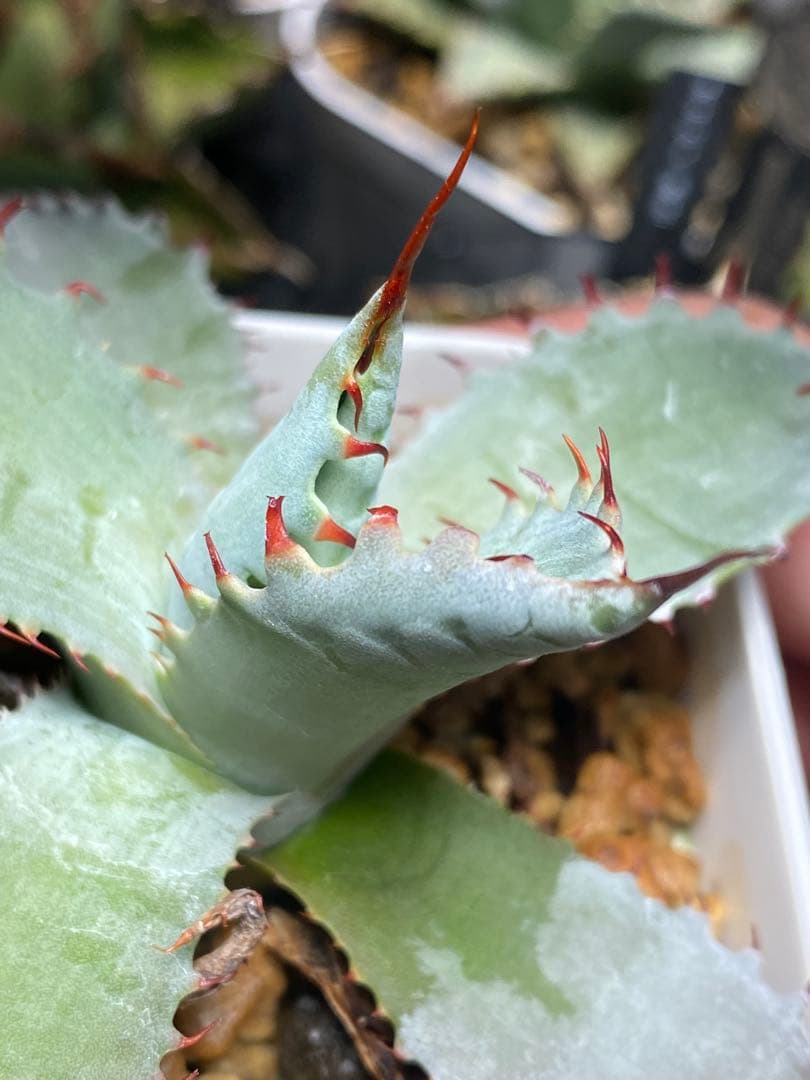 甲蟹×屈原舞扇 agave lives産 子株