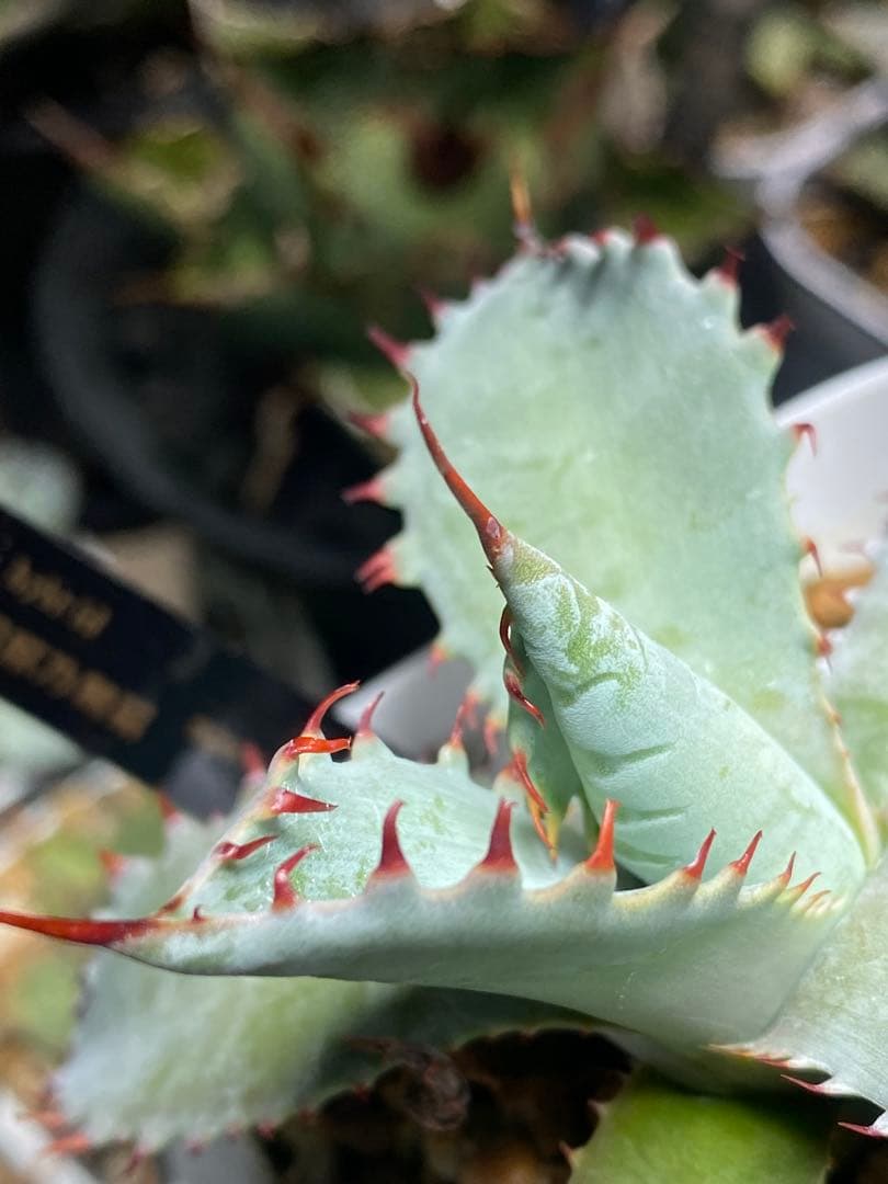 甲蟹×屈原舞扇 agave lives産 子株