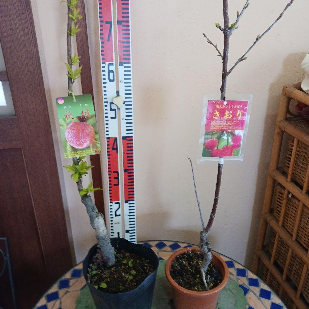 プラム「秋姫」「太陽」