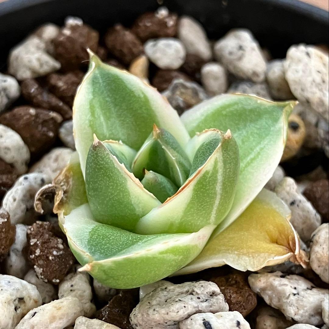 速達【鉢ごと発送】アガべ　王妃笹の雪A型　ピンキー　覆輪斑　白覆輪　TC