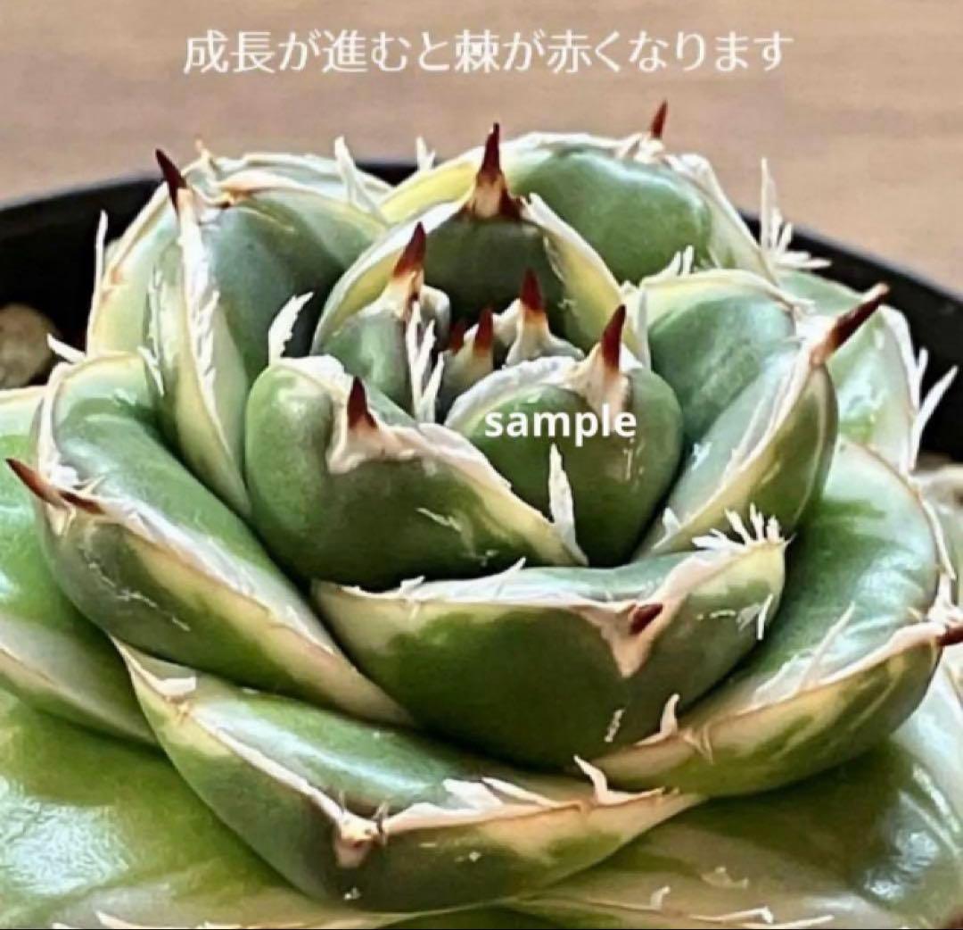 速達【鉢ごと発送】アガべ　王妃笹の雪A型　ピンキー　覆輪斑　白覆輪　TC