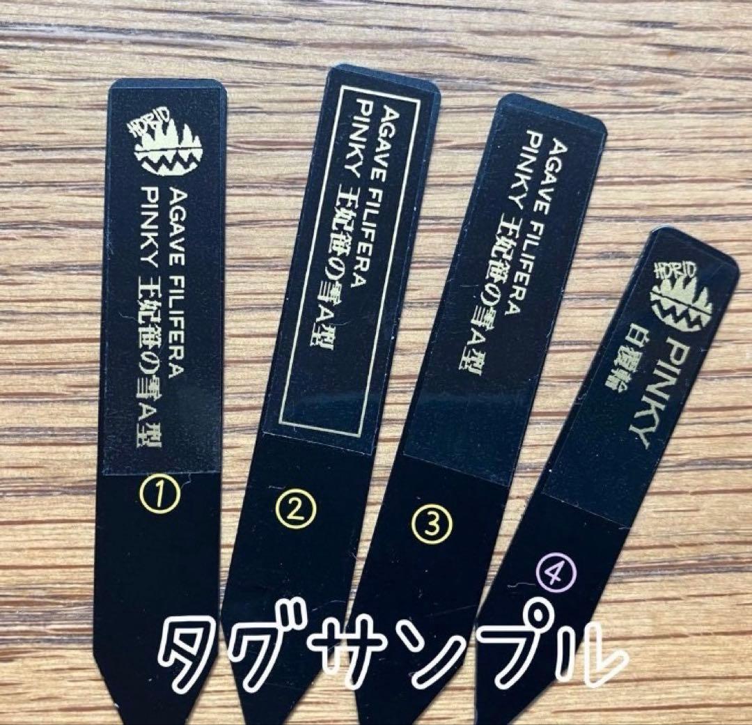 速達【鉢ごと発送】アガべ　王妃笹の雪A型　ピンキー　覆輪斑　白覆輪　TC