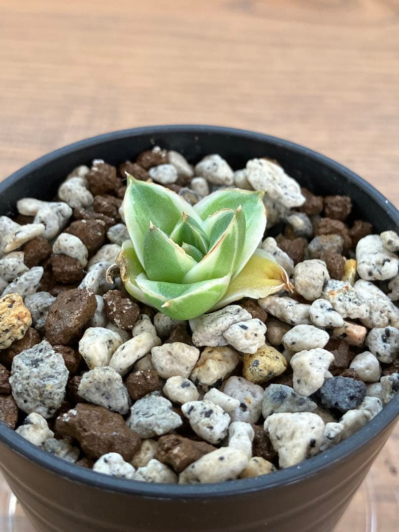 速達【鉢ごと発送】アガべ　王妃笹の雪A型　ピンキー　覆輪斑　白覆輪　TC