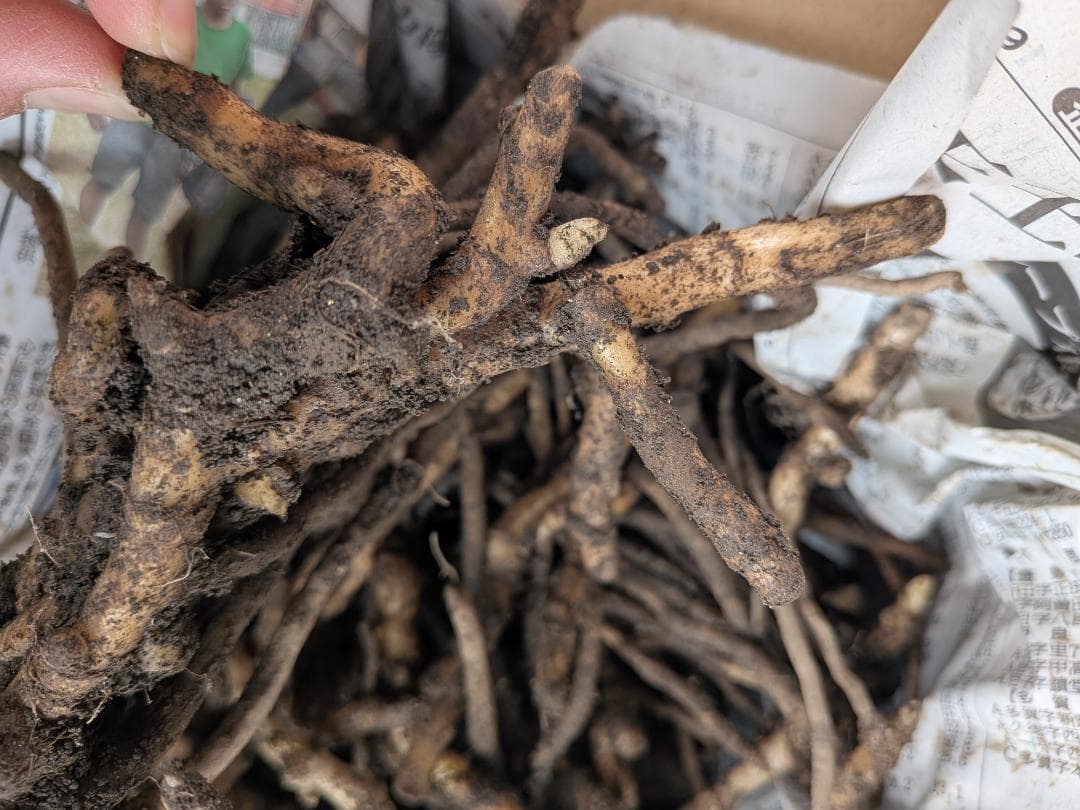 【Ｔchan生き方を捜す旅人】みょうがの茎　約2kg