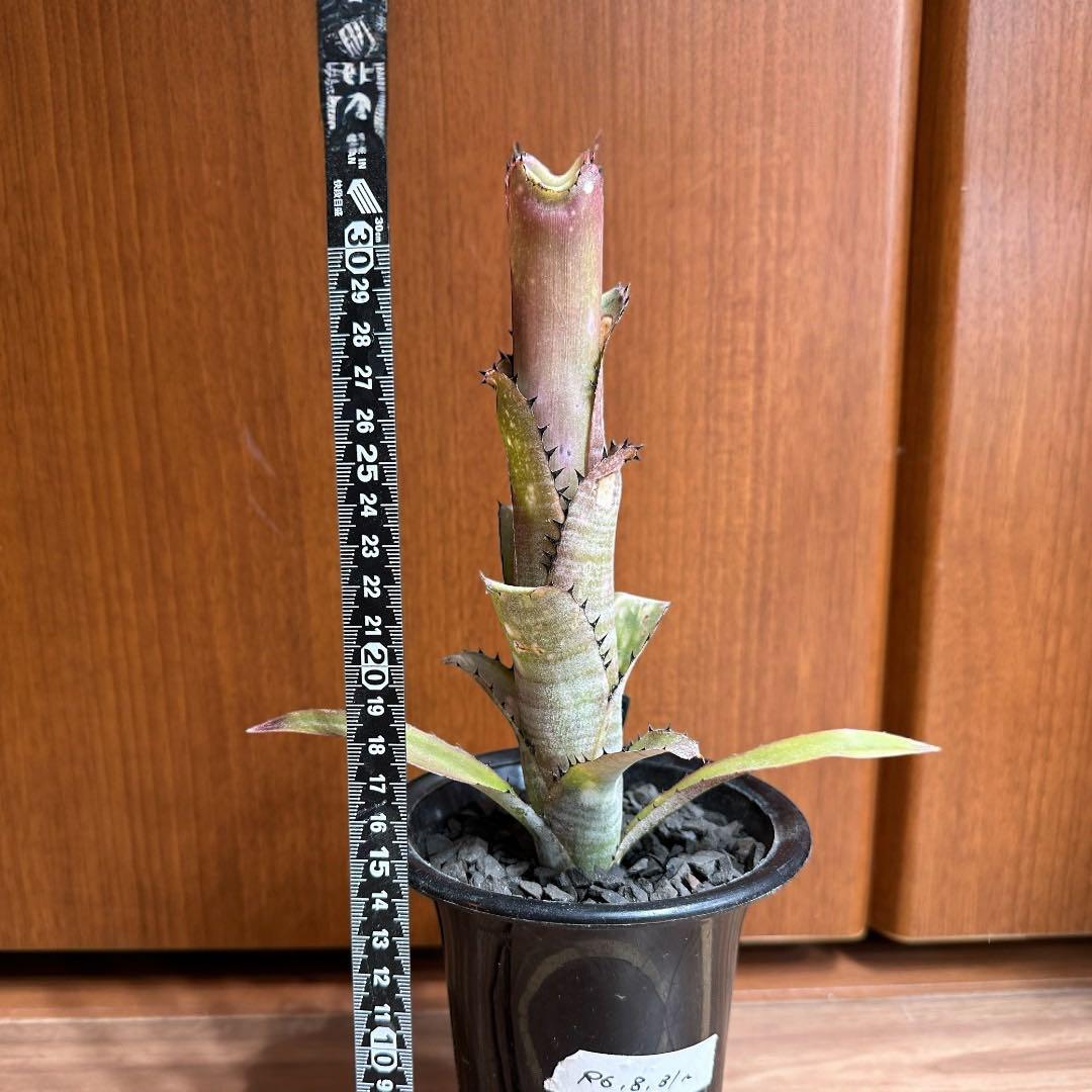 早い者勝ち！ビルベルギア　カハカイ