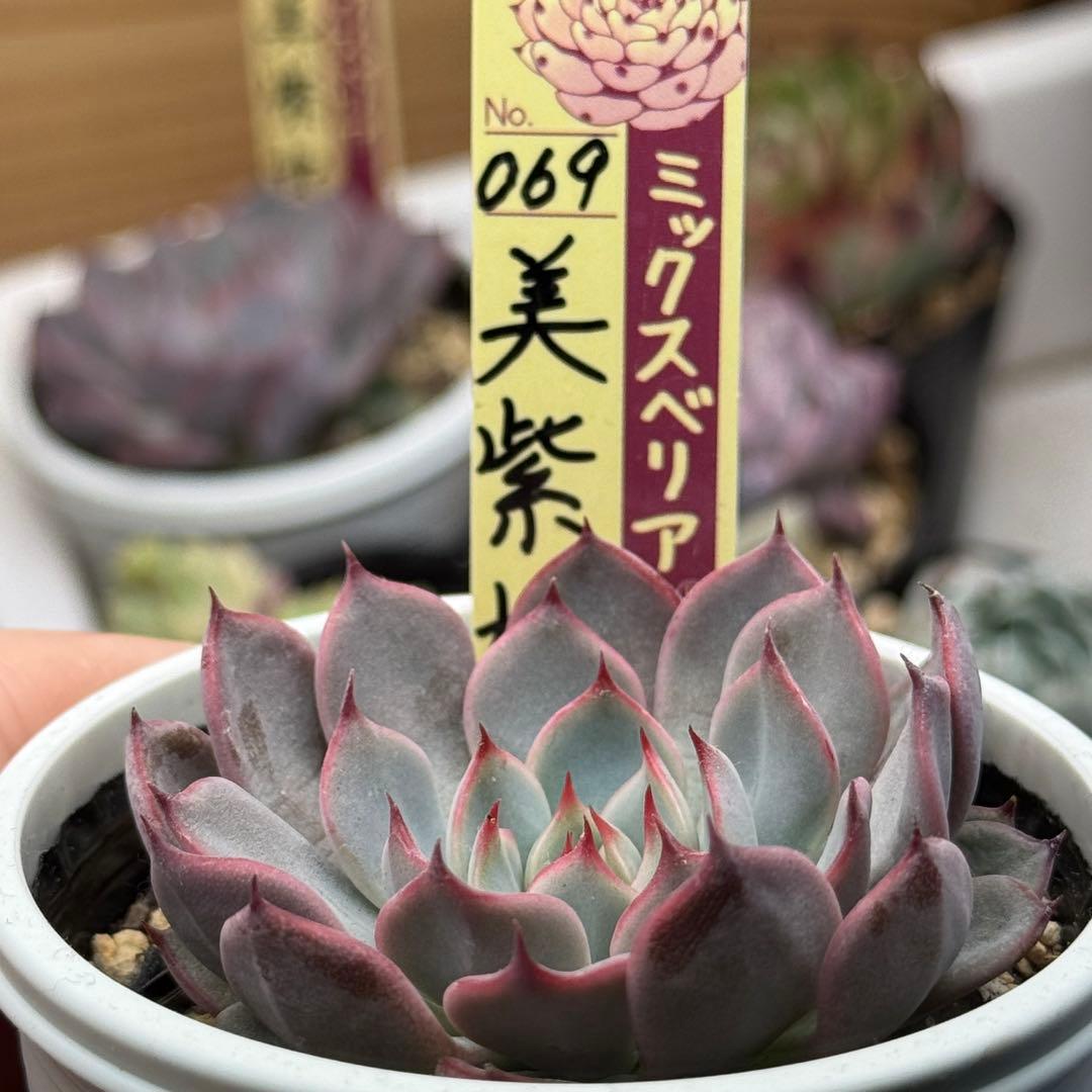 美紫妃 おらいさん苗 ミックスベリア ポットごと発送 ) 多肉植物