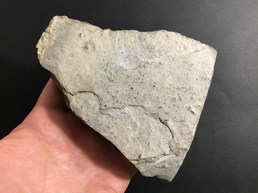 シュードキベレ [TB45] Pseudocybele nasta 三葉虫 レア