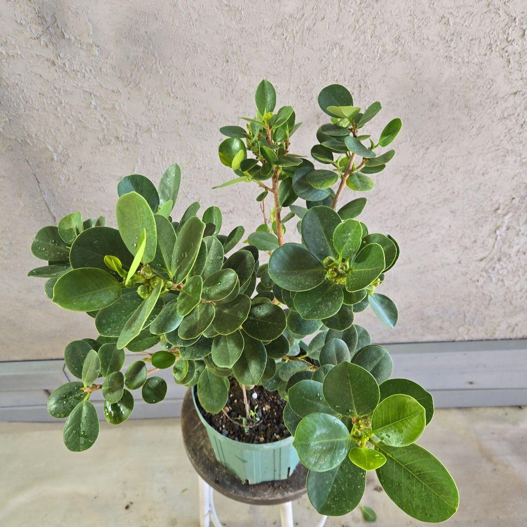 ⑥　パンダガジュマル　7号　最高等級