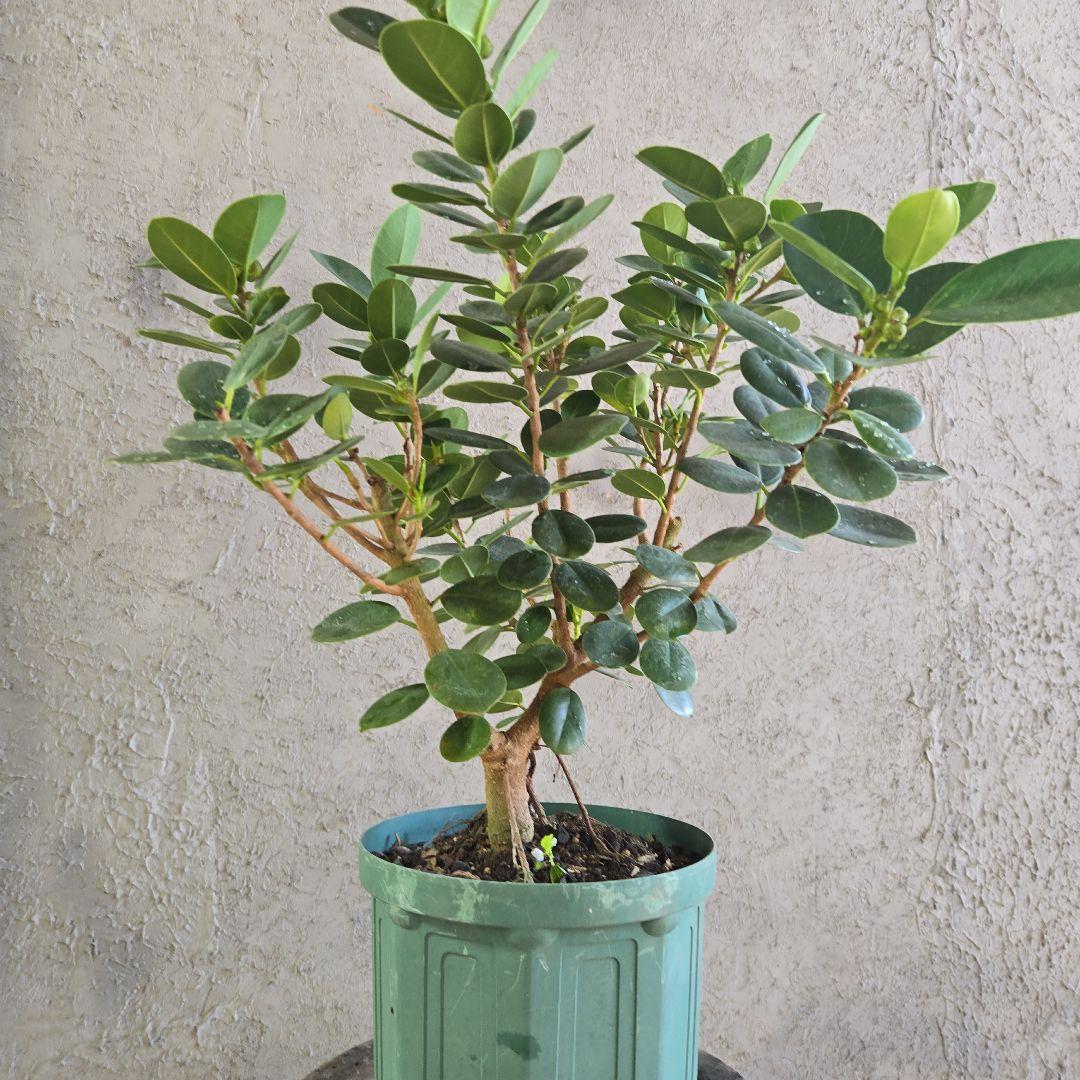 ⑥　パンダガジュマル　7号　最高等級