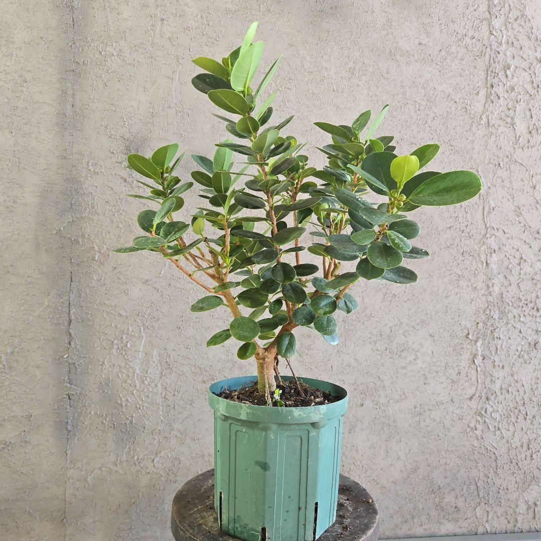 ⑥　パンダガジュマル　7号　最高等級