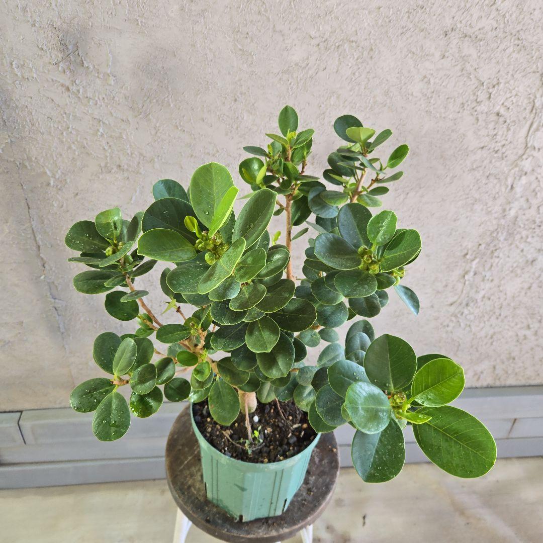 ⑥　パンダガジュマル　7号　最高等級