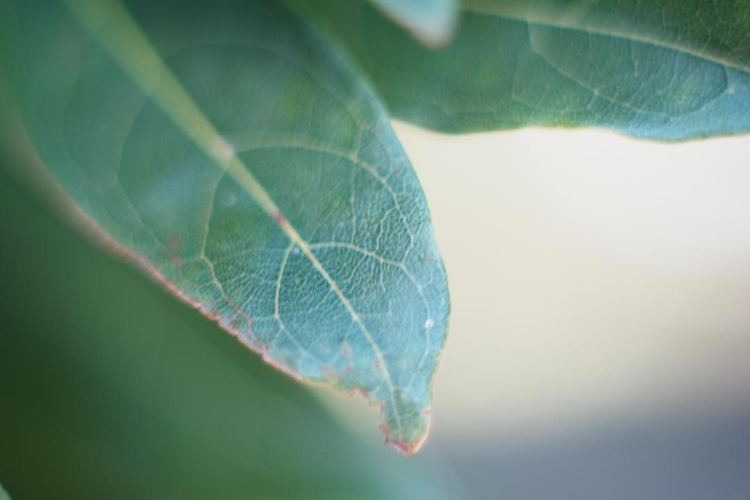 オールドレンズはここから Super Takumar 55mm F1.8 998