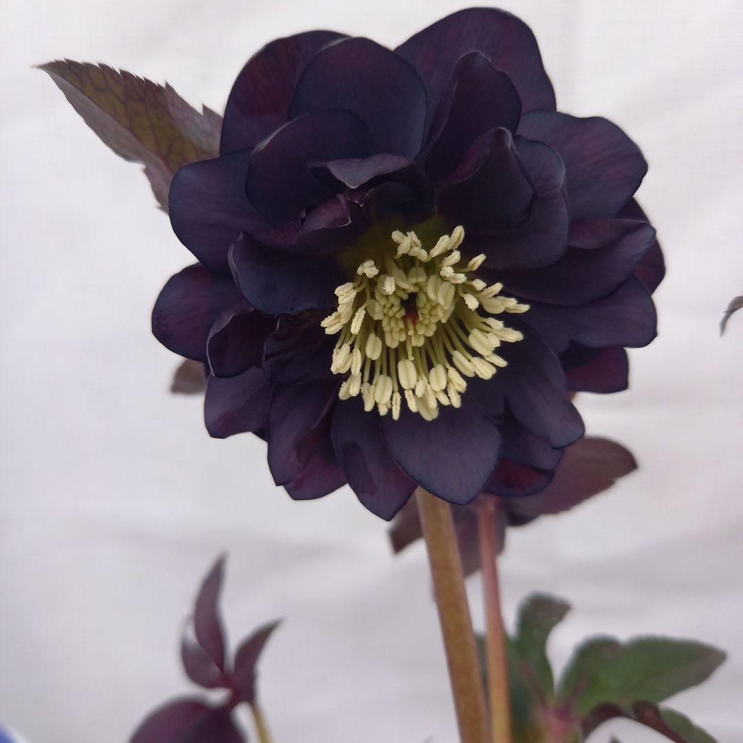 専用、ブラック系クリスマスローズ、苗、開花株