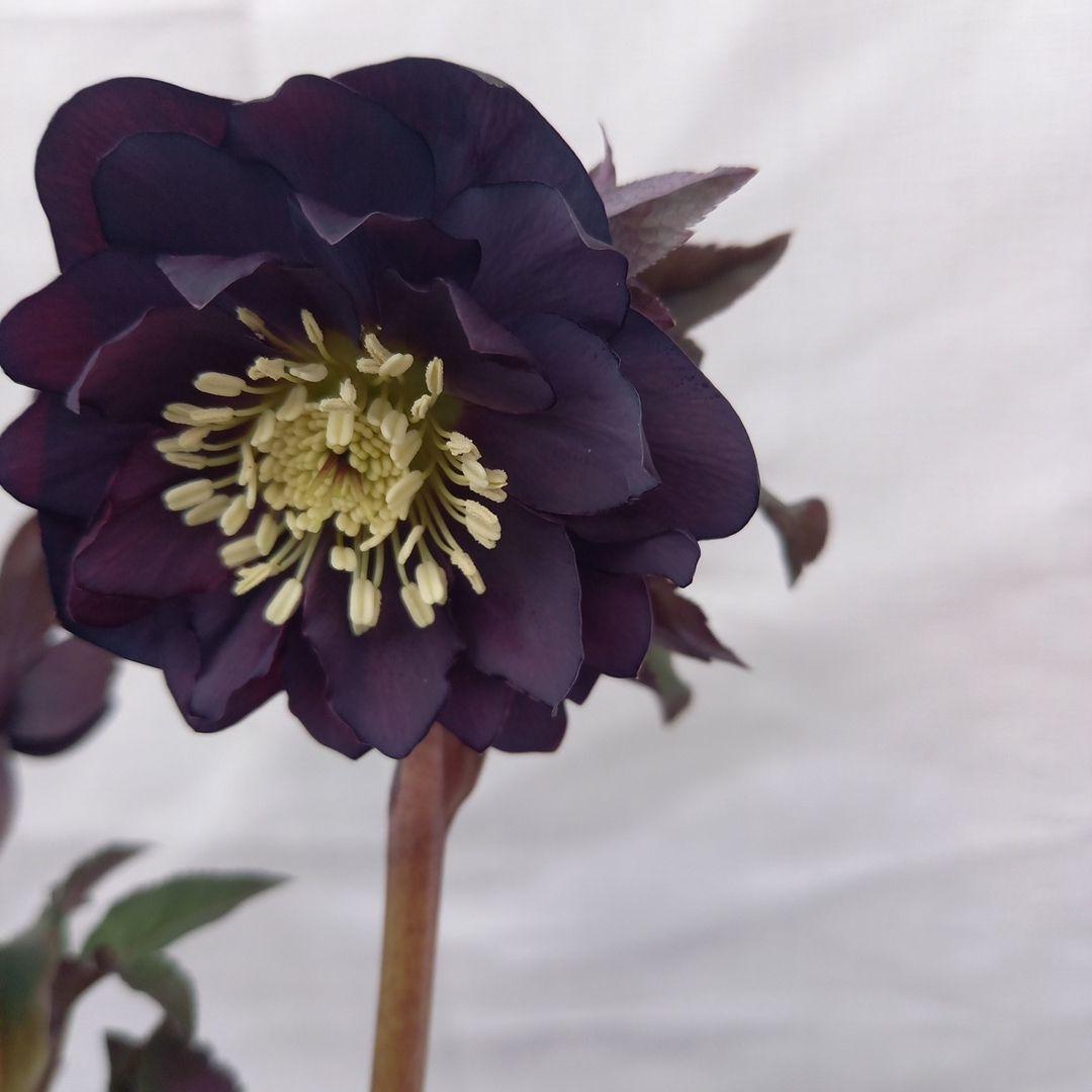 専用、ブラック系クリスマスローズ、苗、開花株