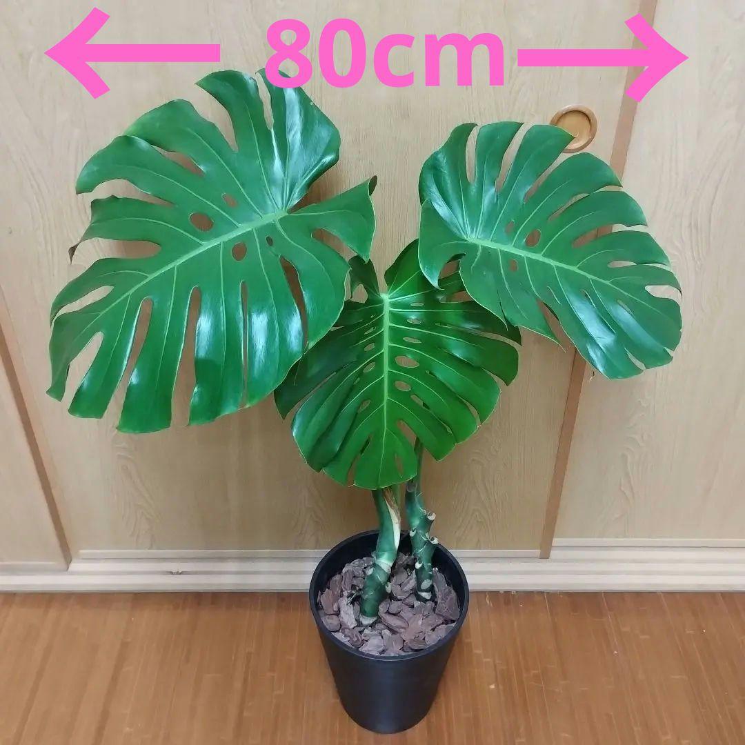 モンステラ 観葉植物 大きな葉３枚 8号鉢 鉢ごと発送　インテリア