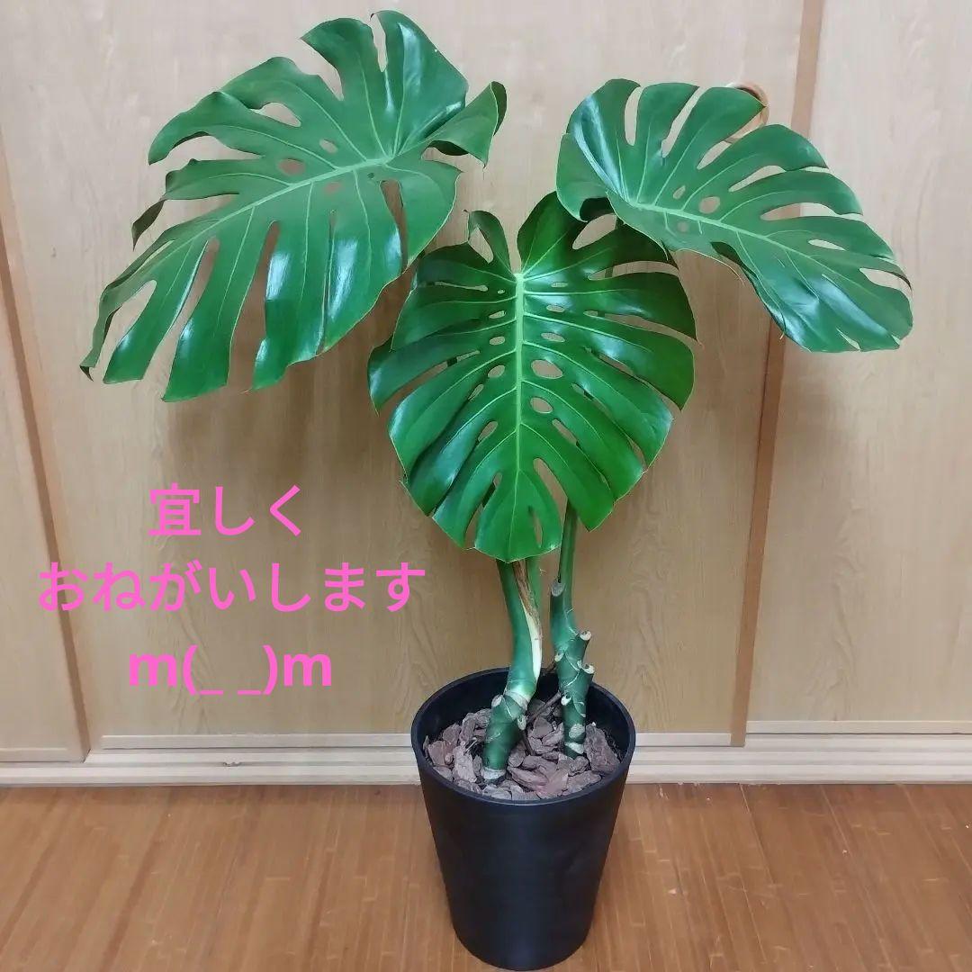 モンステラ 観葉植物 大きな葉３枚 8号鉢 鉢ごと発送　インテリア