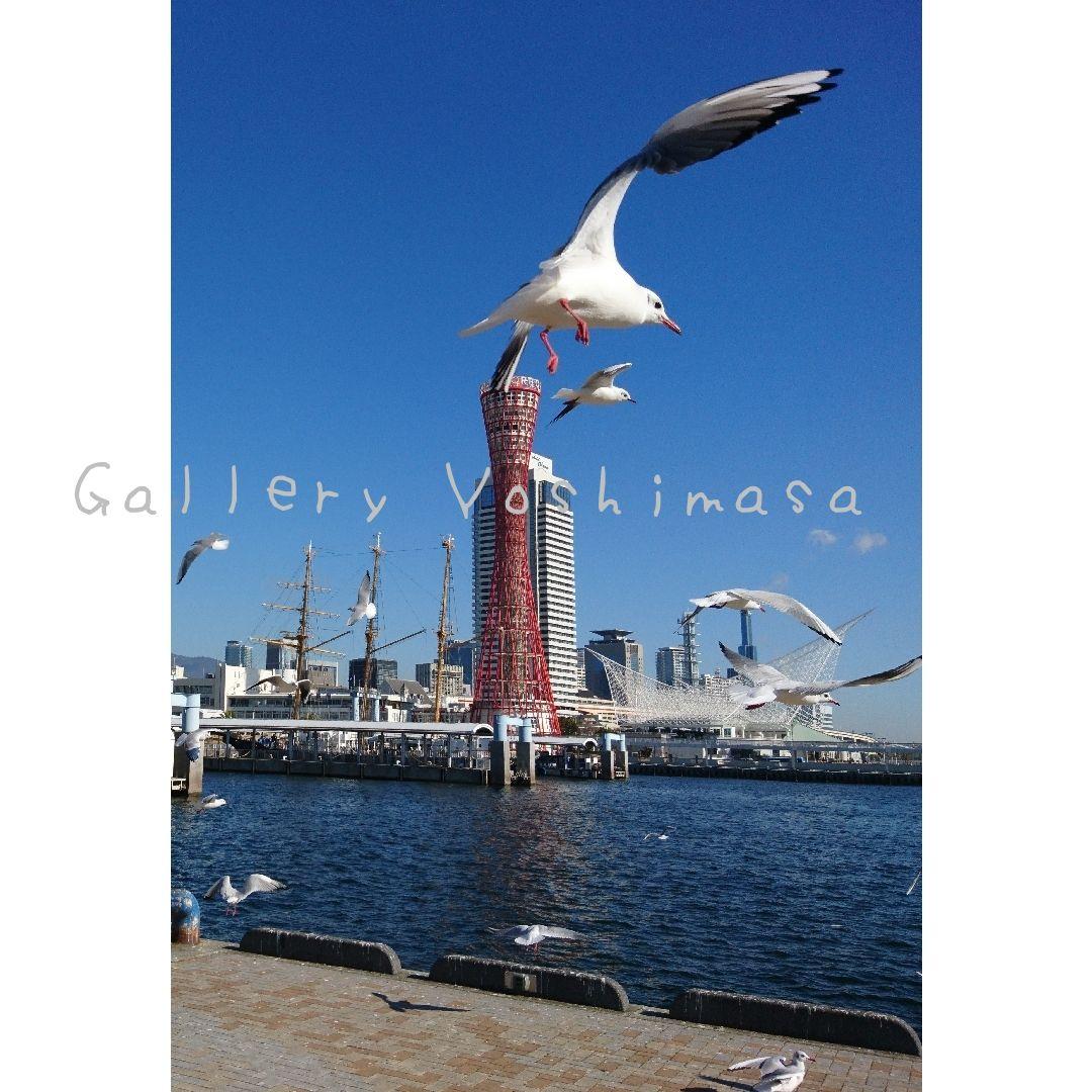 みなと神戸に咲く華 「ユリカモメ」 A3 サイズ光沢写真縦 写真のみ 送料無料