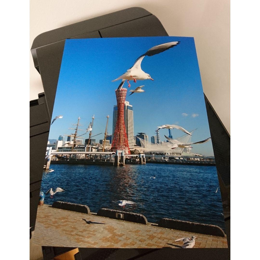 みなと神戸に咲く華 「ユリカモメ」 A3 サイズ光沢写真縦 写真のみ 送料無料