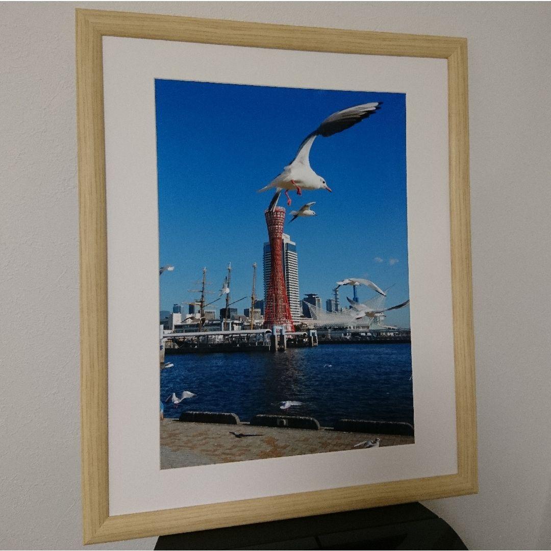 みなと神戸に咲く華 「ユリカモメ」 A3 サイズ光沢写真縦 写真のみ 送料無料