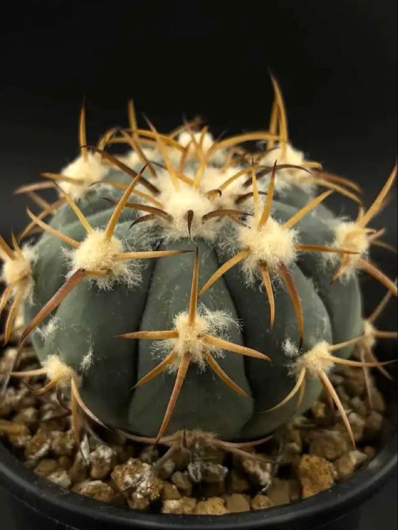 国内繁殖希少苗　強刺　雷帝　エキノカクタス　台付　サボテン
