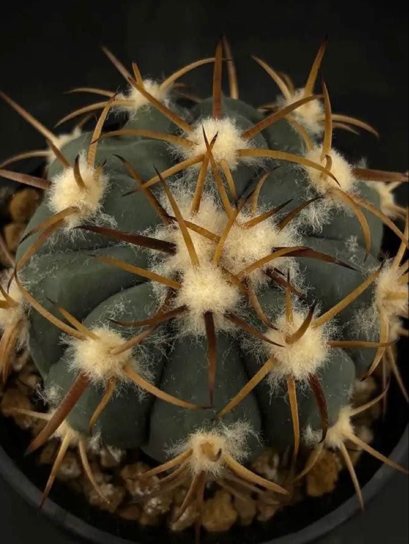 国内繁殖希少苗　強刺　雷帝　エキノカクタス　台付　サボテン