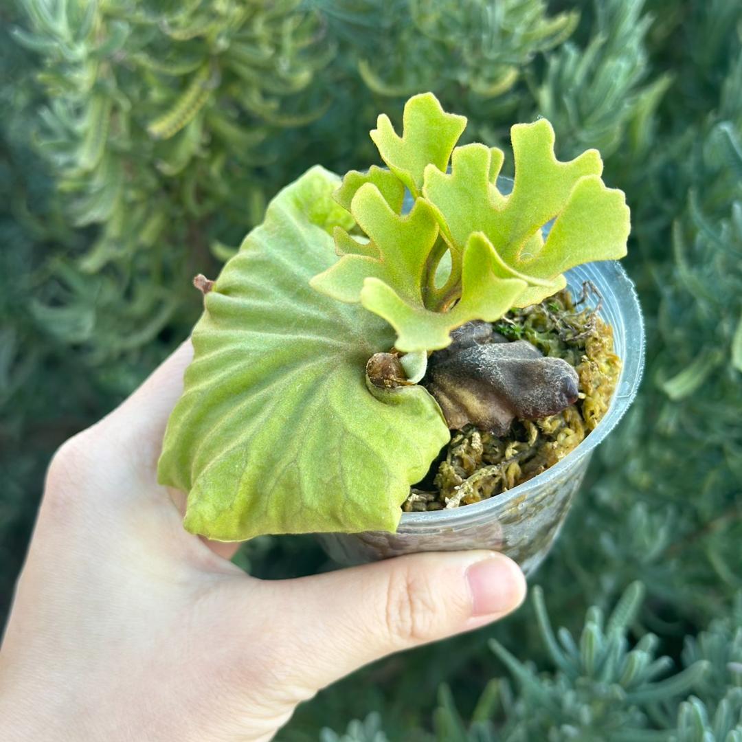ビカクシダ P.ridleyi dwarf silver 415