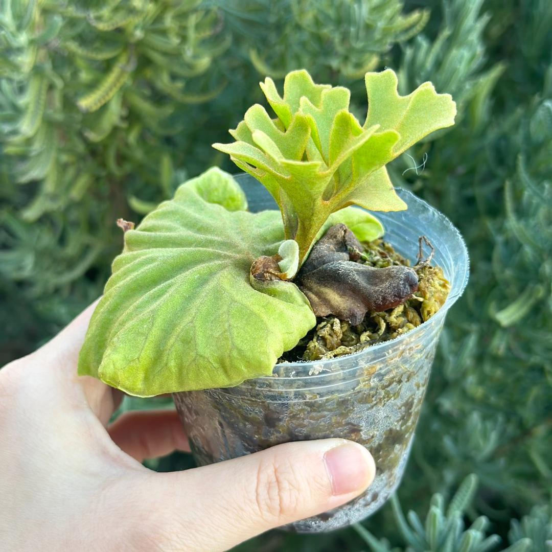 ビカクシダ P.ridleyi dwarf silver 415