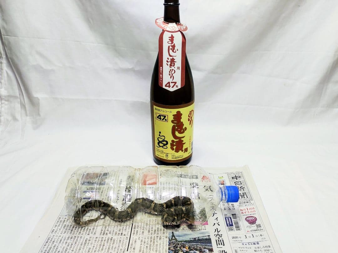 まむし酒、令和8年1月作、マムシ焼酎