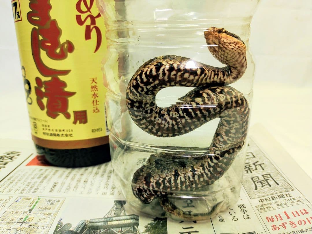 まむし酒、令和8年1月作、マムシ焼酎