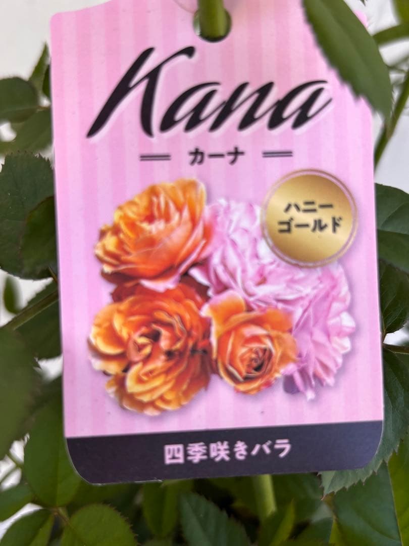 バラ カーナ ハニーゴールド