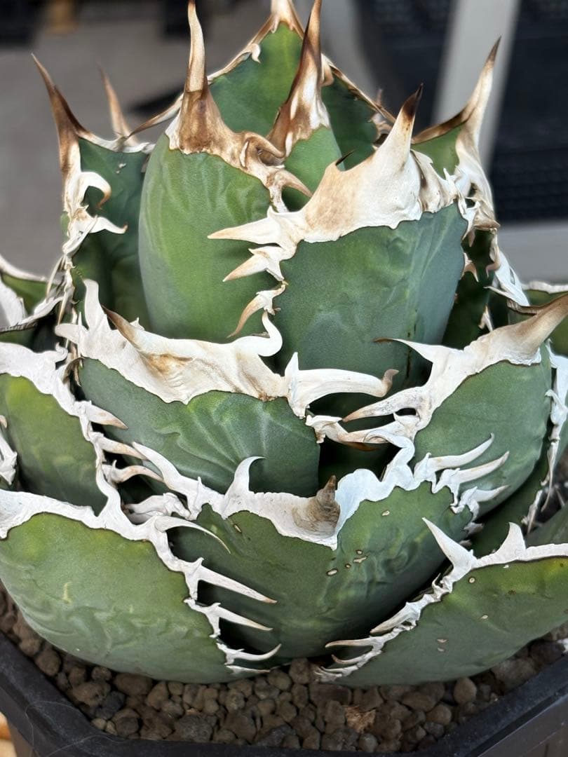 アガベチタノタ　タランチュラ　SSS 脇芽 イラン産OC