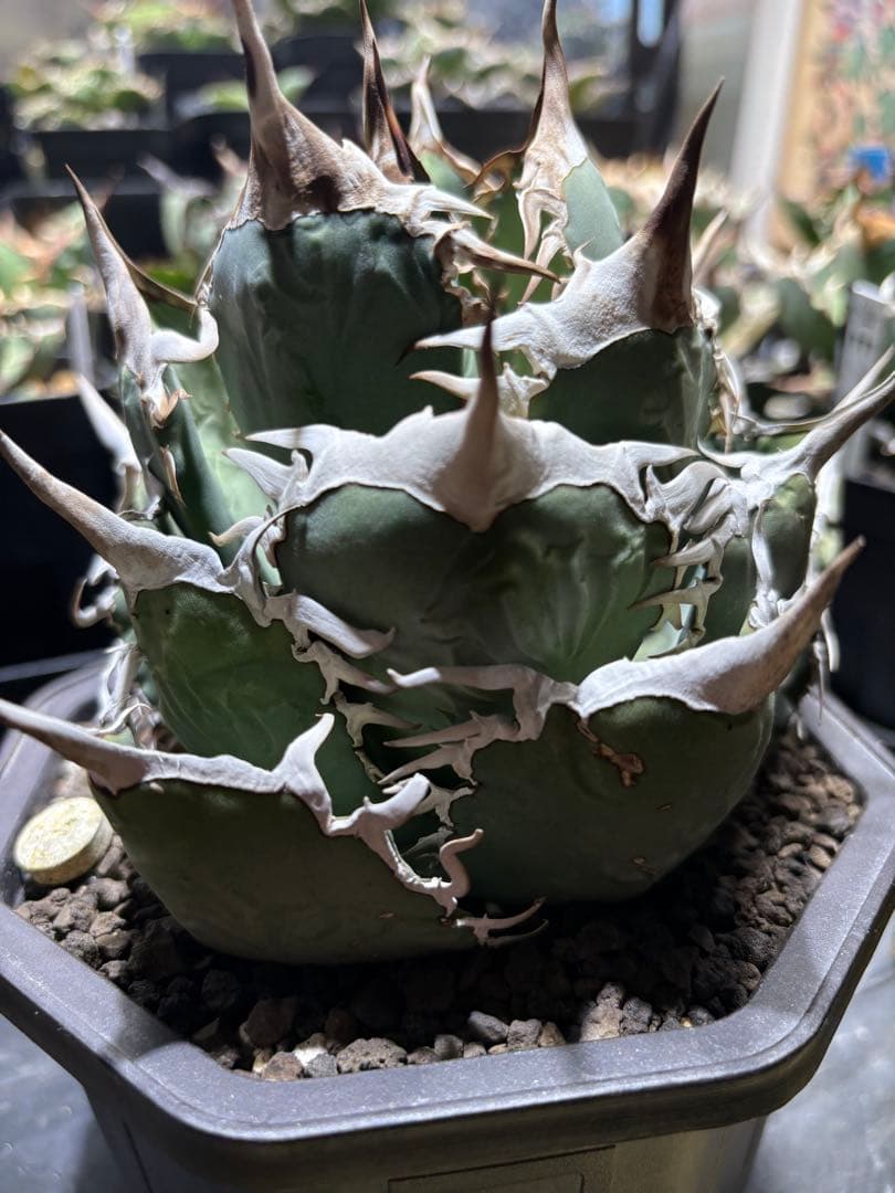 アガベチタノタ　タランチュラ　SSS 脇芽 イラン産OC