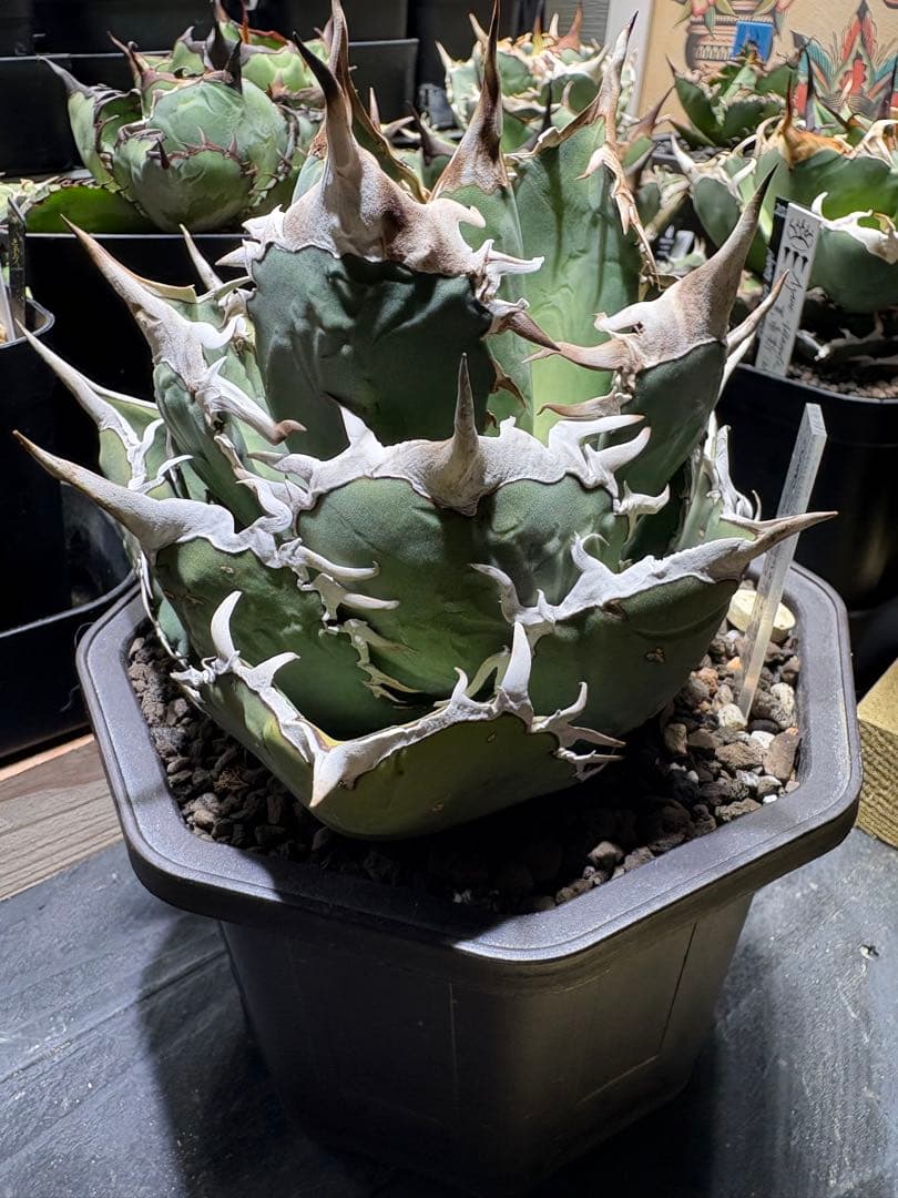 アガベチタノタ　タランチュラ　SSS 脇芽 イラン産OC