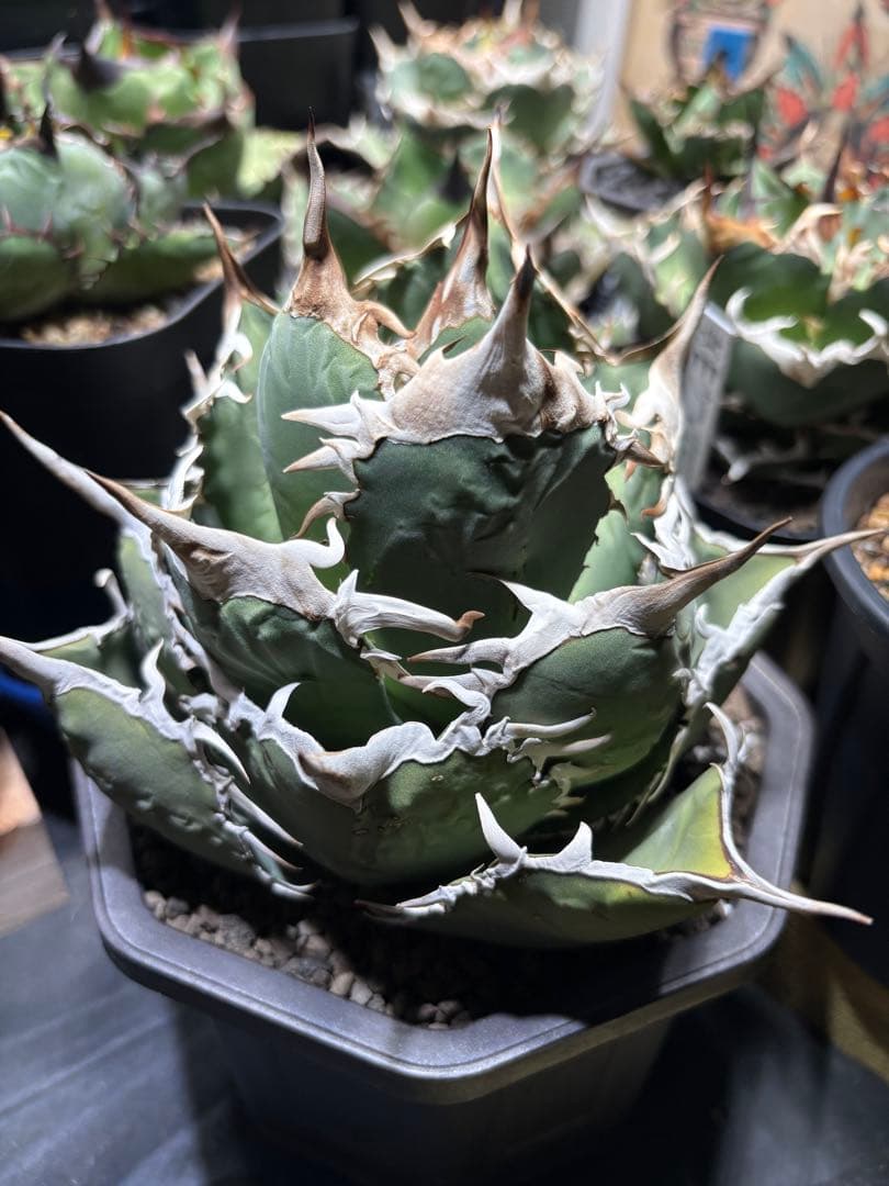 アガベチタノタ　タランチュラ　SSS 脇芽 イラン産OC