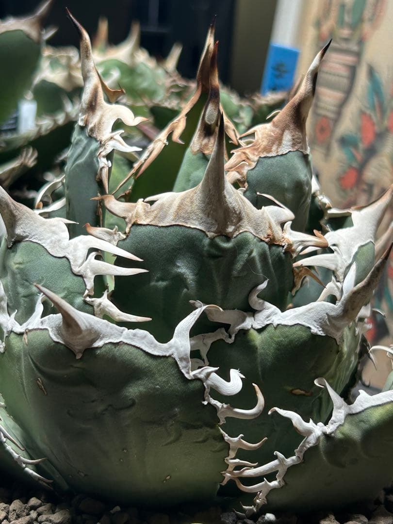 アガベチタノタ　タランチュラ　SSS 脇芽 イラン産OC