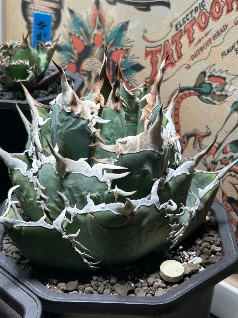 アガベチタノタ　タランチュラ　SSS 脇芽 イラン産OC