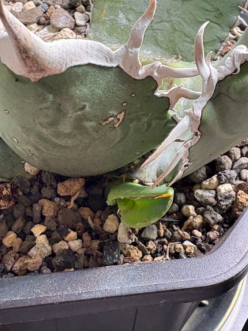 アガベチタノタ　タランチュラ　SSS 脇芽 イラン産OC