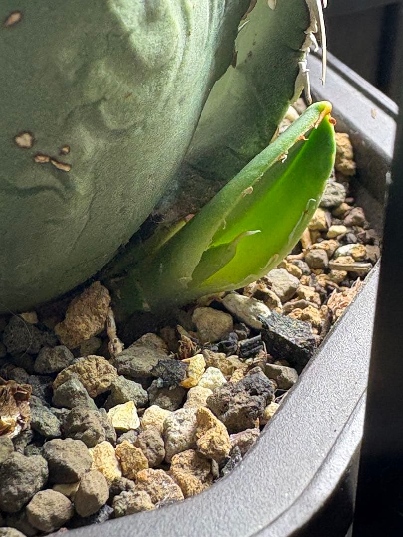 アガベチタノタ　タランチュラ　SSS 脇芽 イラン産OC