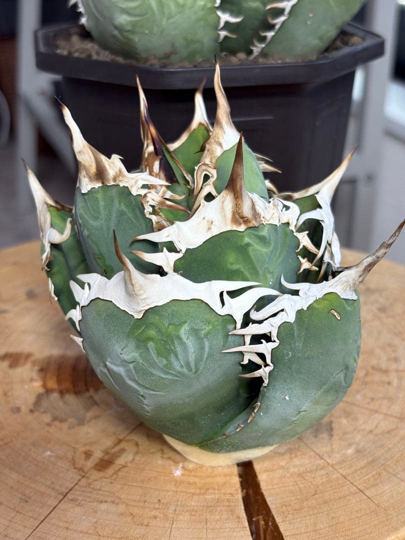 アガベチタノタ　タランチュラ　SSS 脇芽 イラン産OC