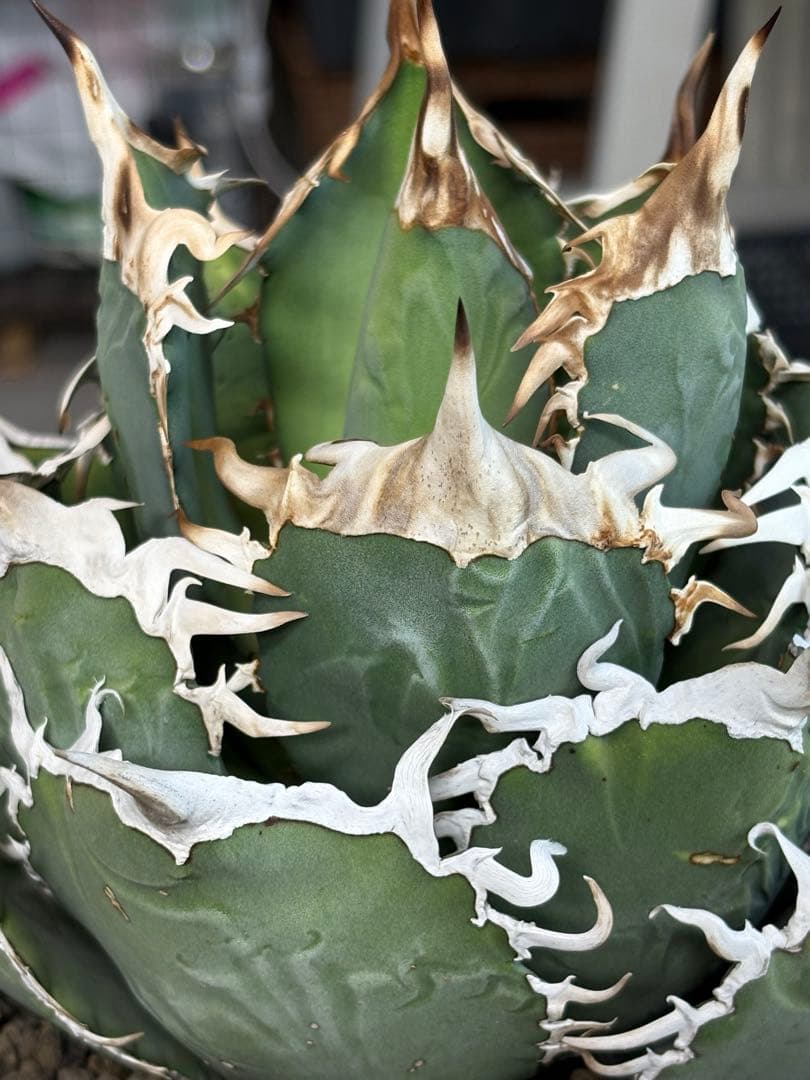 アガベチタノタ　タランチュラ　SSS 脇芽 イラン産OC
