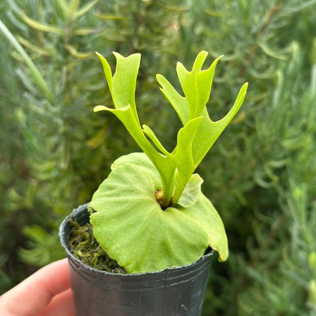 Platycerium ridleyi \"Pakarang　TC 204