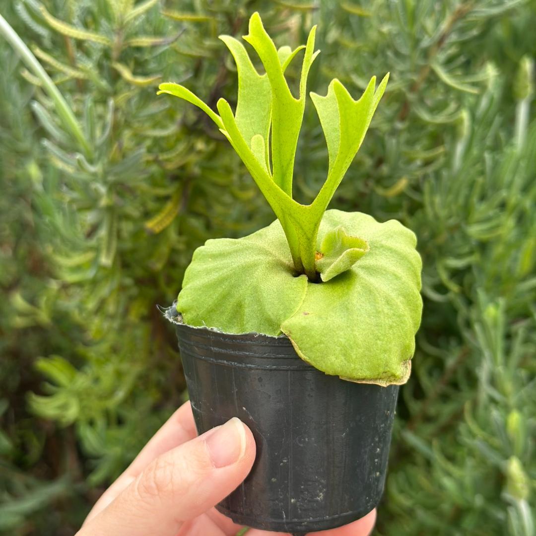 Platycerium ridleyi \"Pakarang　TC 204